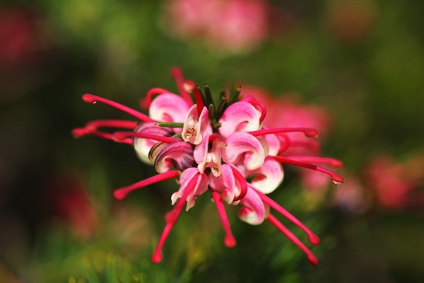 Grevillea Flower Australia by Joy Watson